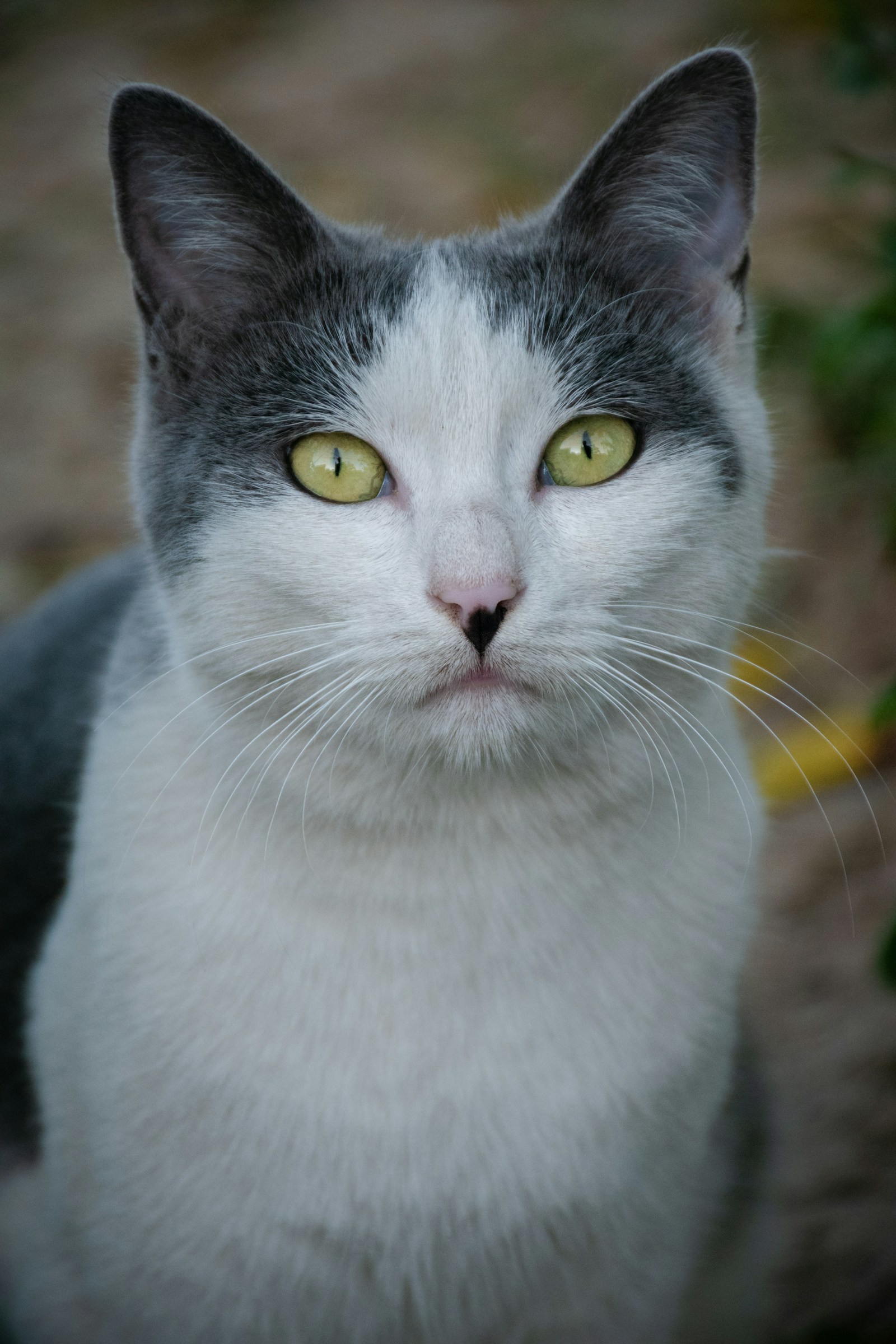 Gato descansando, con una mirada atenta