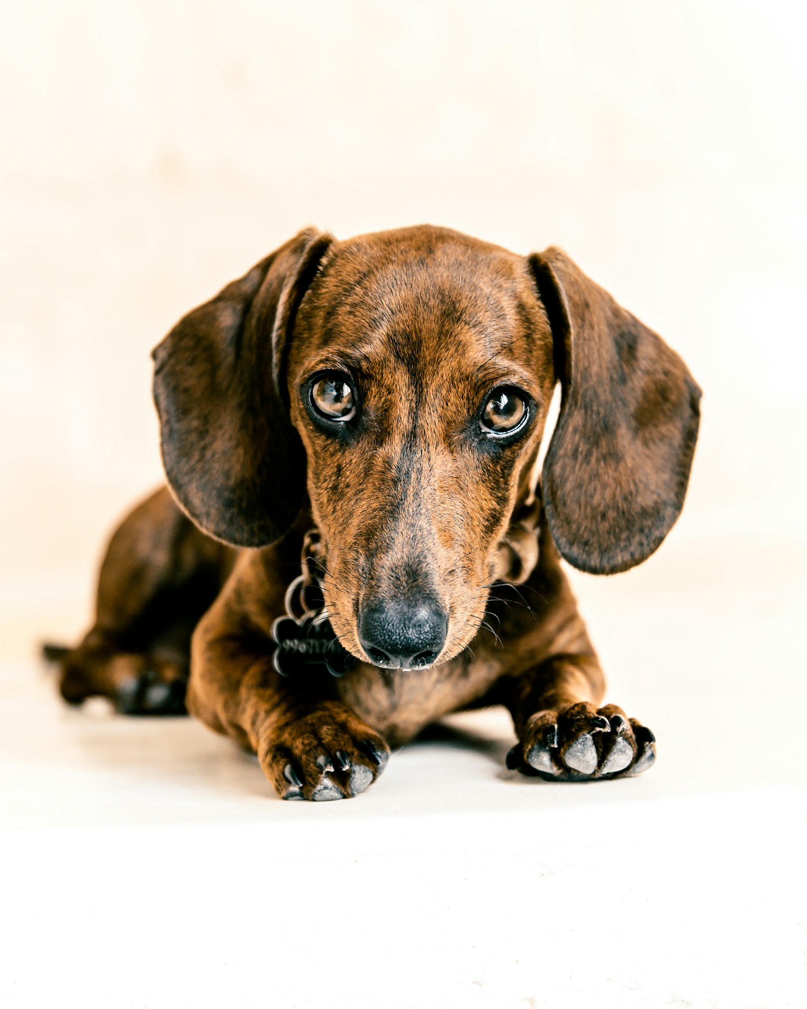 Cachorro de perro salchicha marrón